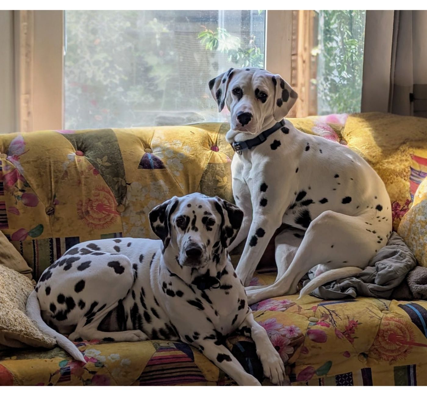 Sparkle and Spud - Dalmatian Kitchen Supervisors